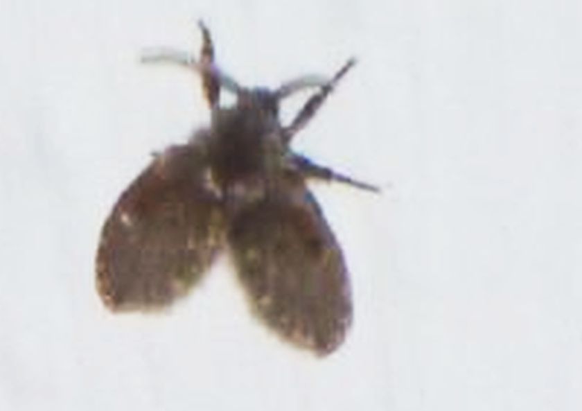 Psychodidae: Clogmia albipunctata