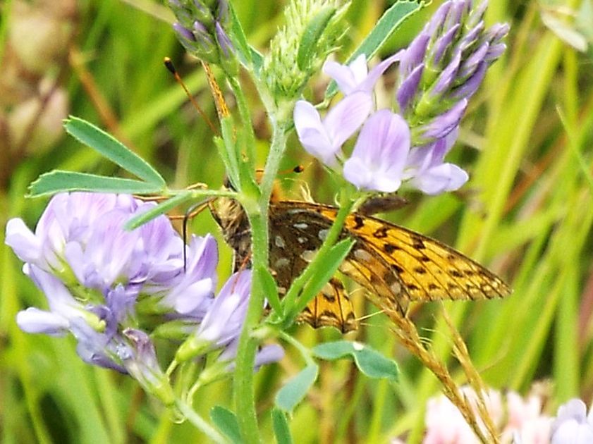 Argynnis (Mesoacidalia) aglaja (Nymphalidae)