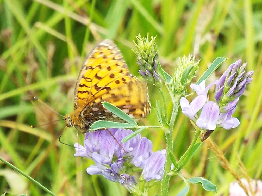 Argynnis (Mesoacidalia) aglaja (Nymphalidae)