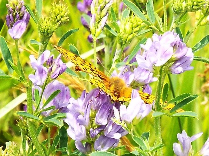 Argynnis (Mesoacidalia) aglaja (Nymphalidae)