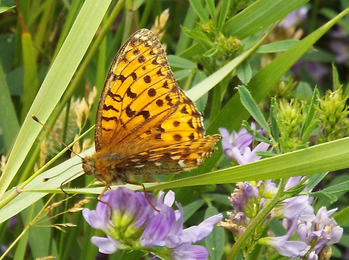 Argynnis (Mesoacidalia) aglaja (Nymphalidae)