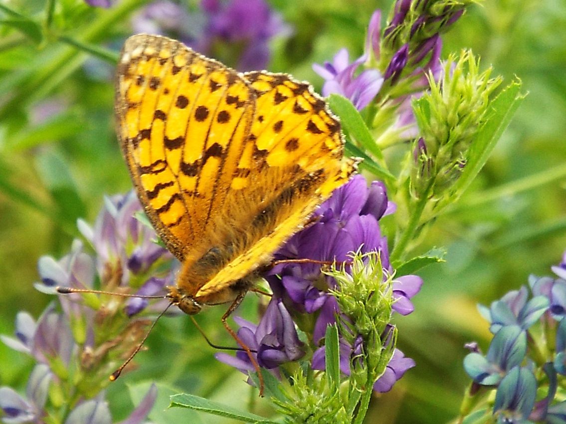 Argynnis (Mesoacidalia) aglaja (Nymphalidae)