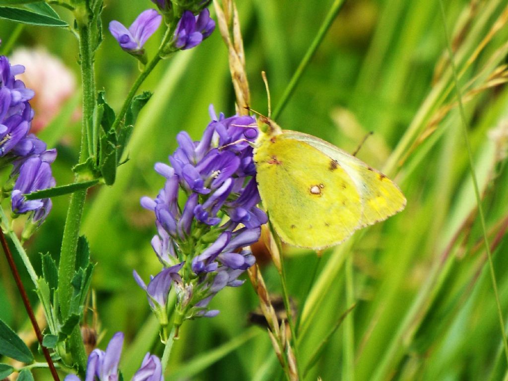 Colias crocea (Pieridae) ?  No, Colias alfacariensis, femmina