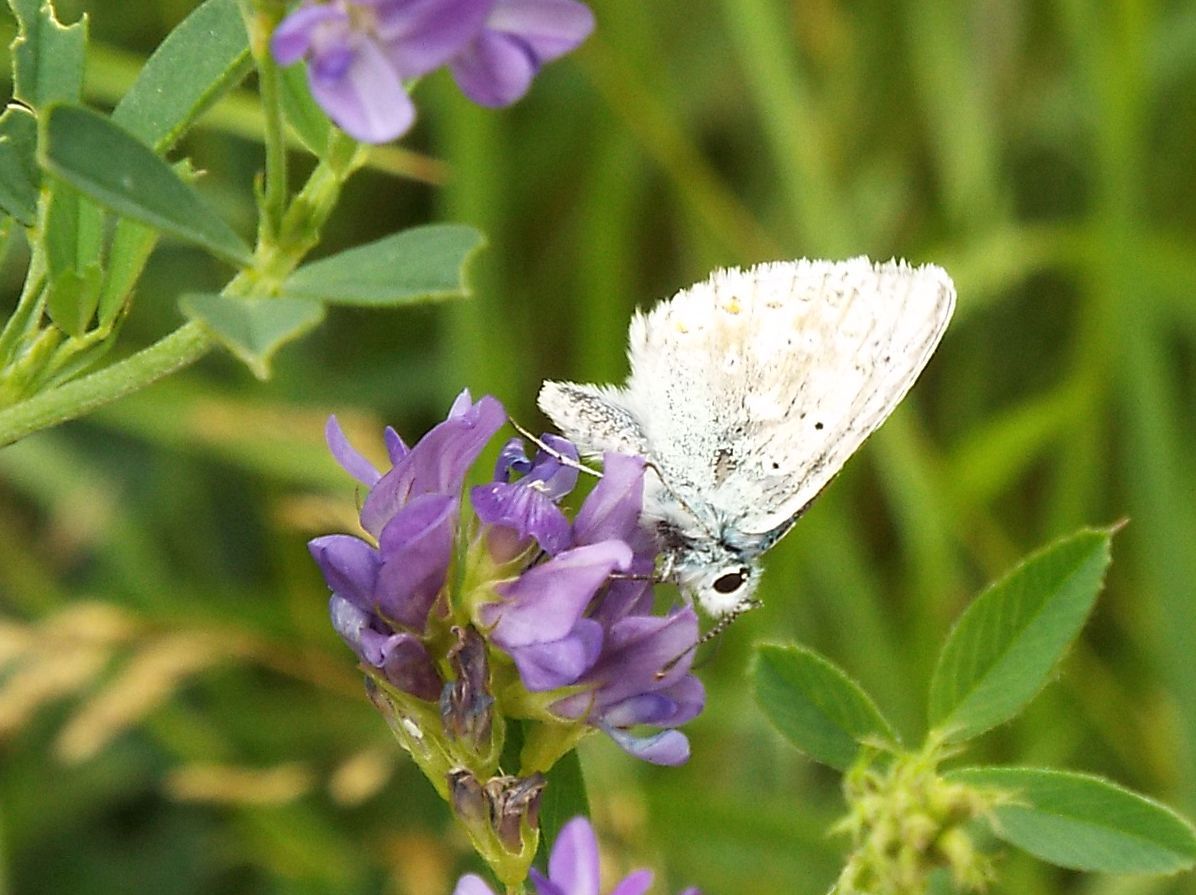 Lycenidae...da identificare, se possibile:  Polyommatus coridon