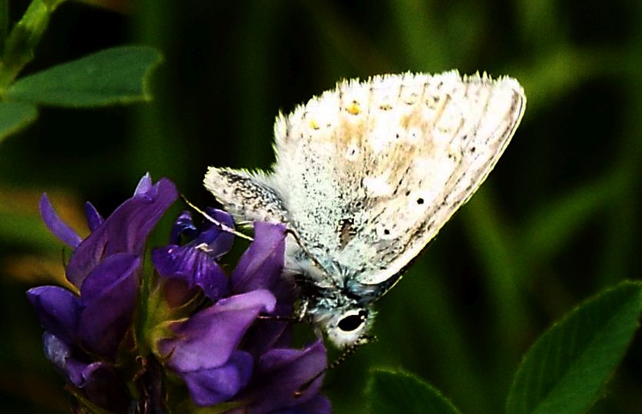 Lycenidae...da identificare, se possibile:  Polyommatus coridon