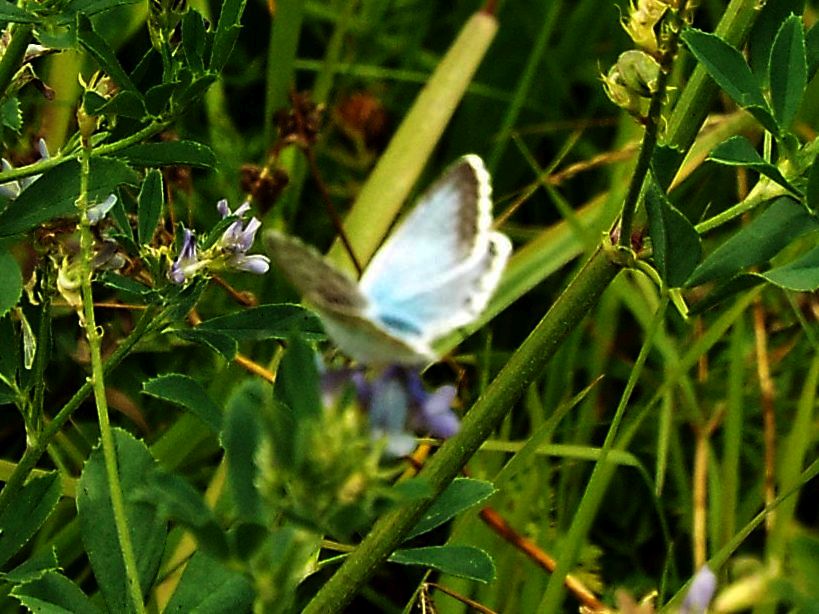 Lycenidae...da identificare, se possibile:  Polyommatus coridon