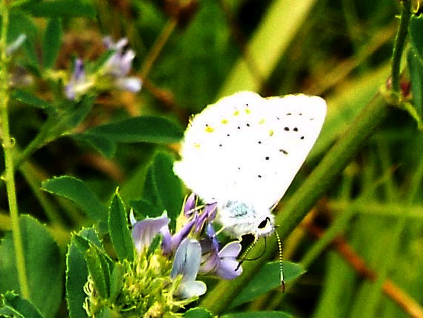 Lycenidae...da identificare, se possibile:  Polyommatus coridon