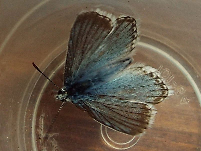 Lycenidae:  Polyommatus coridon