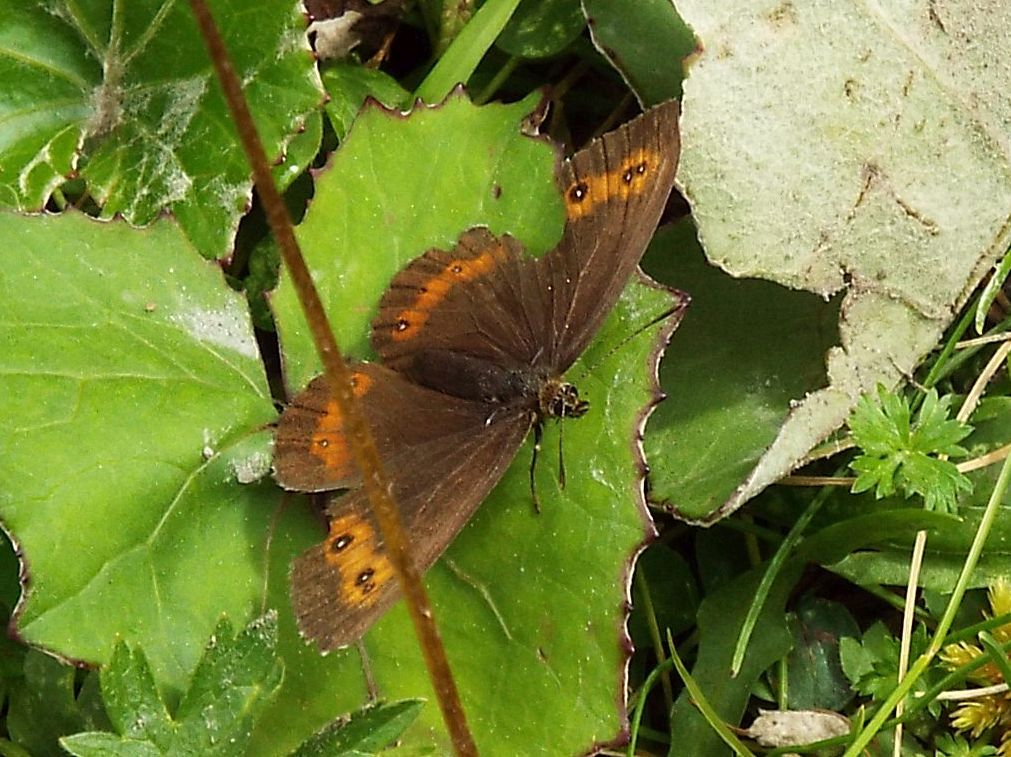 Erebia da identificare:    Erebia ligea (Nymphalidae Satyrinae)