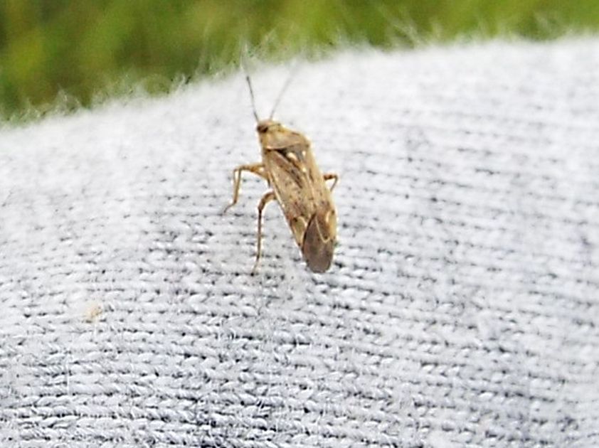 Miridae: Lygus rugullipennis (cfr.)