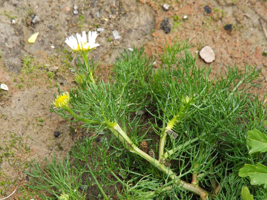 Asteraceae: cfr. Anthemis cotula ??