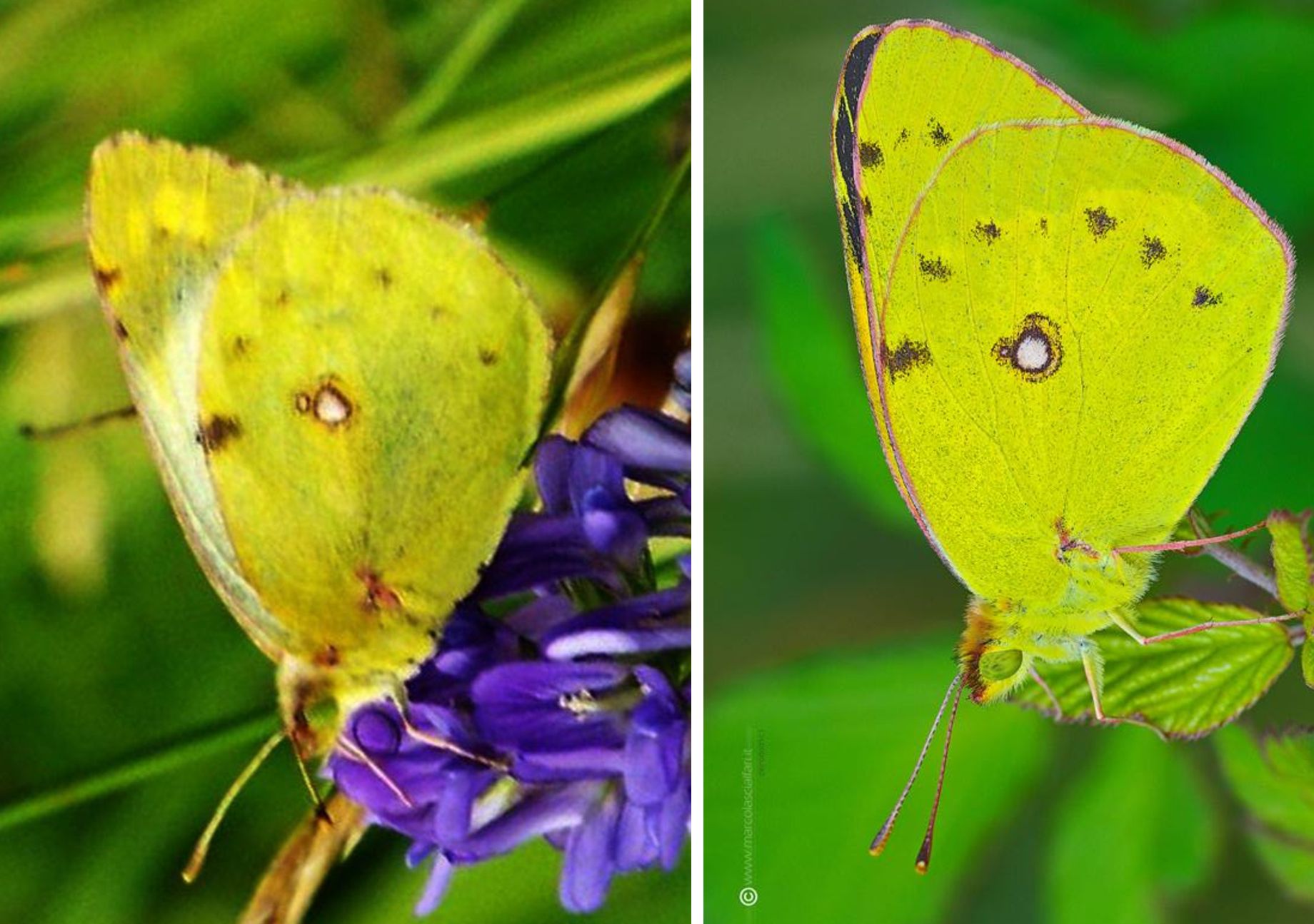 Colias crocea (Pieridae) ?  No, Colias alfacariensis, femmina