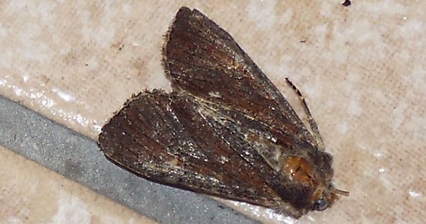 Noctuidae Apamea cfr. crenata