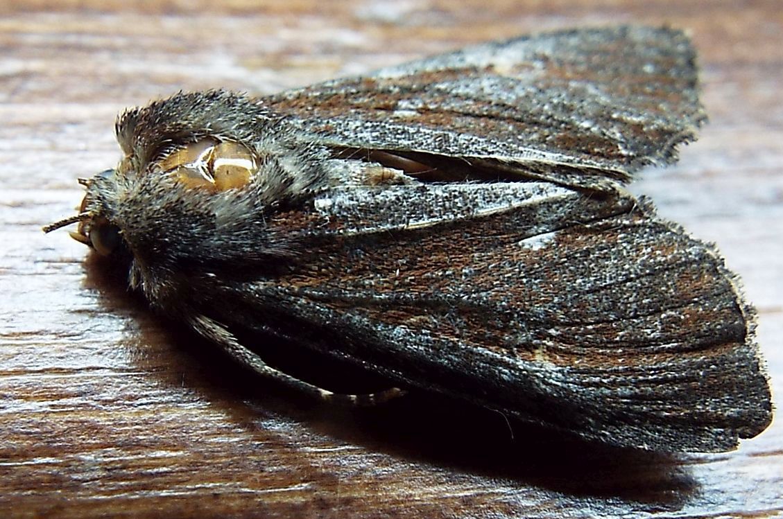 Noctuidae Apamea cfr. crenata