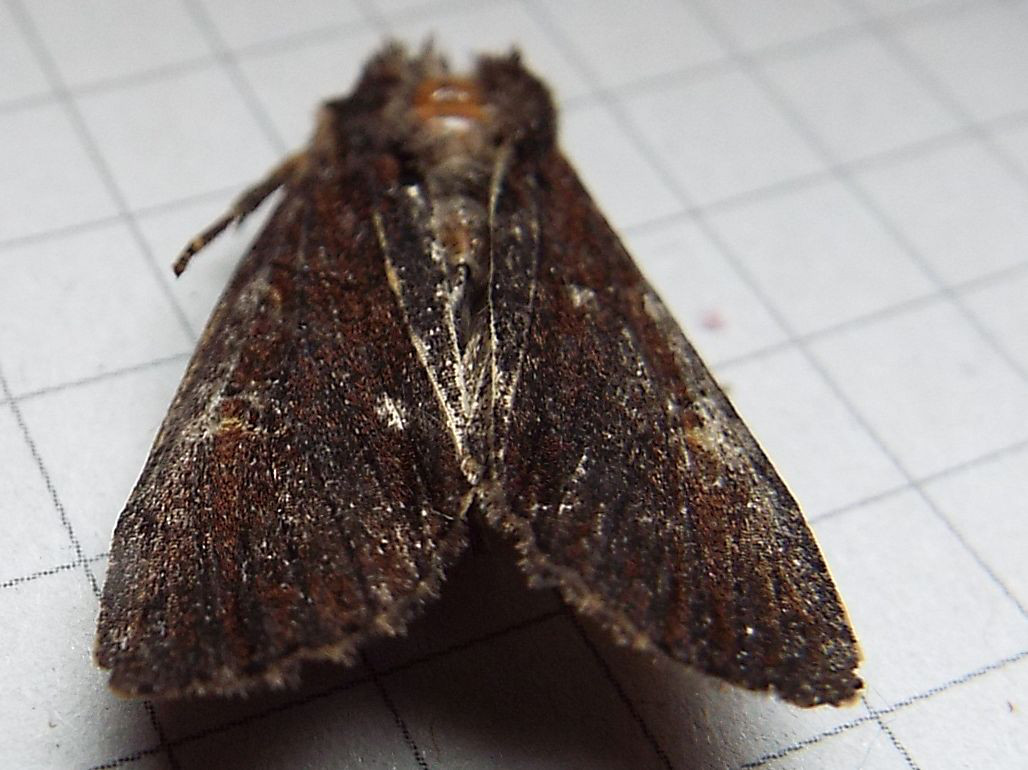 Noctuidae Apamea cfr. crenata