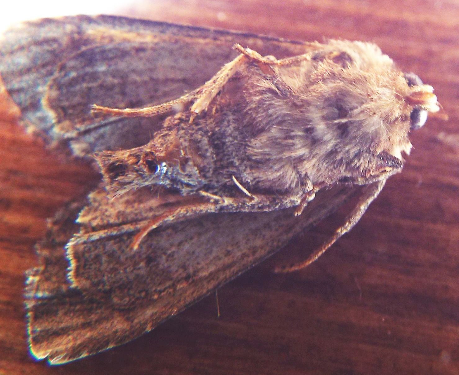 Noctuidae Apamea cfr. crenata