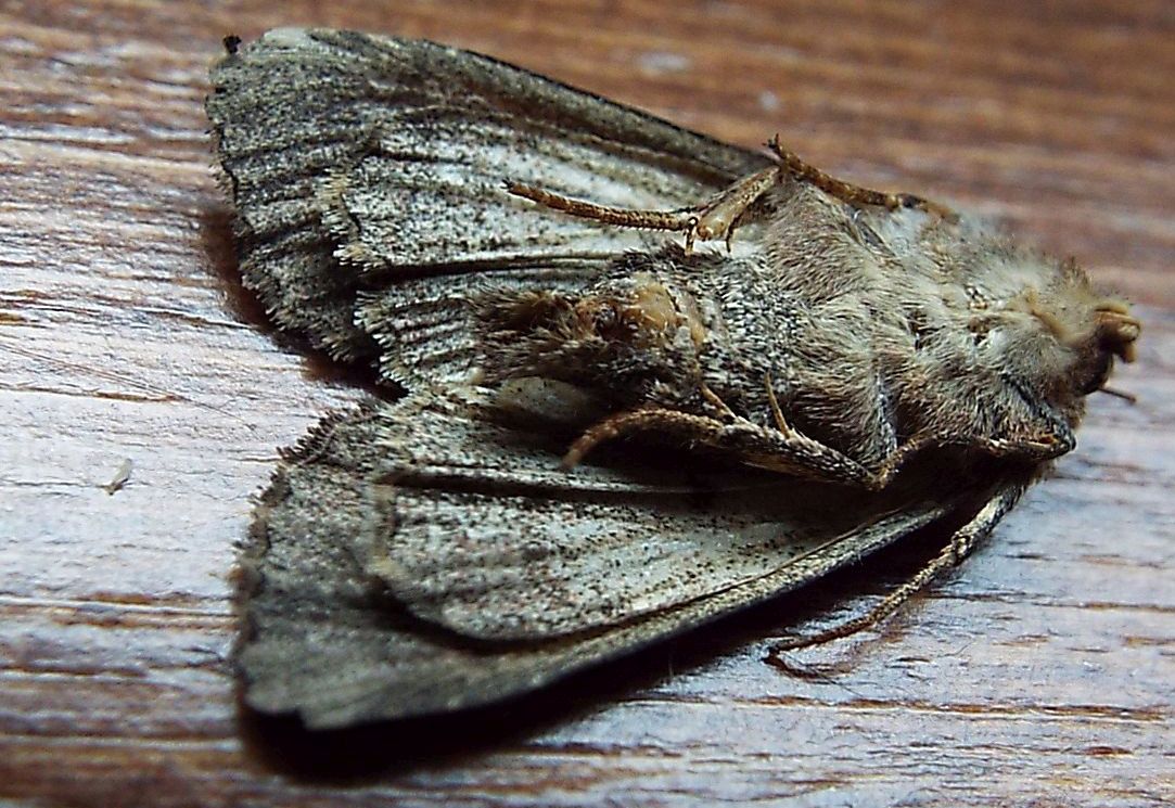 Noctuidae Apamea cfr. crenata