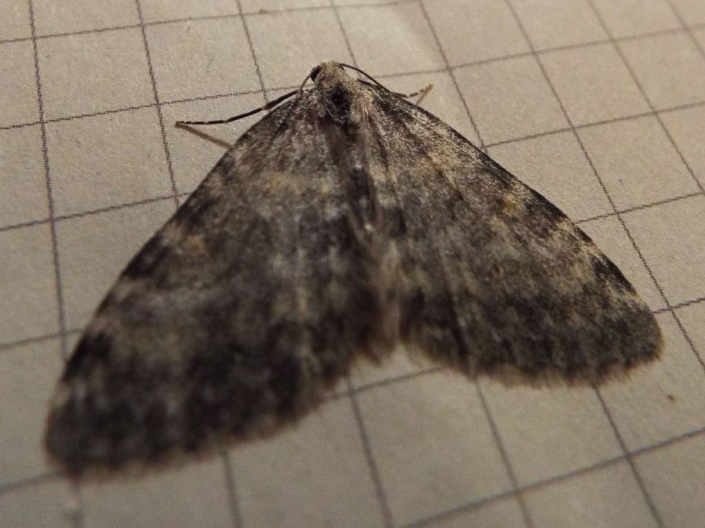 Geometridae:   Entephria sp.