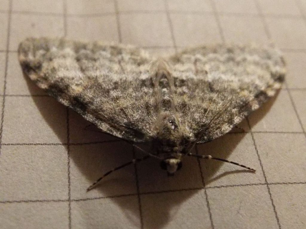 Geometridae:   Entephria sp.