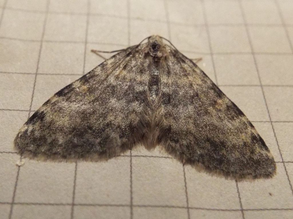 Geometridae:   Entephria sp.