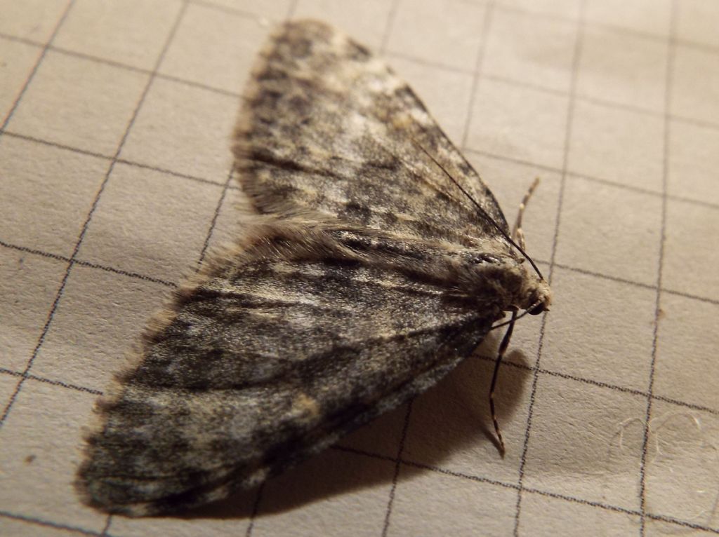 Geometridae:   Entephria sp.