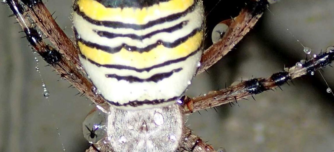 Argiope bruennichi trova il particolare