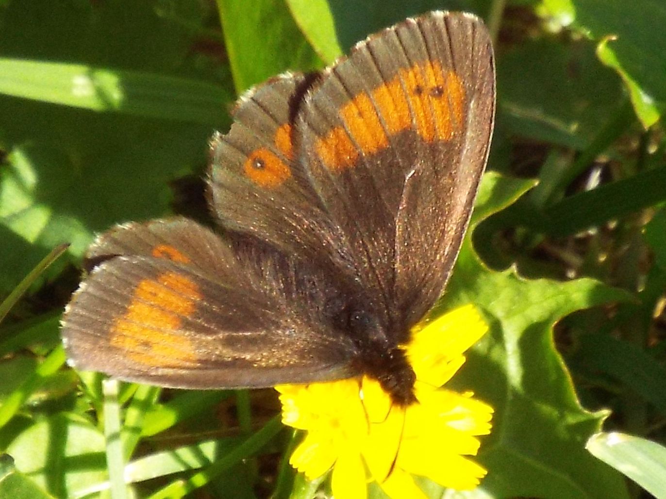 Altra Erebia:  Erebia cfr. euryale