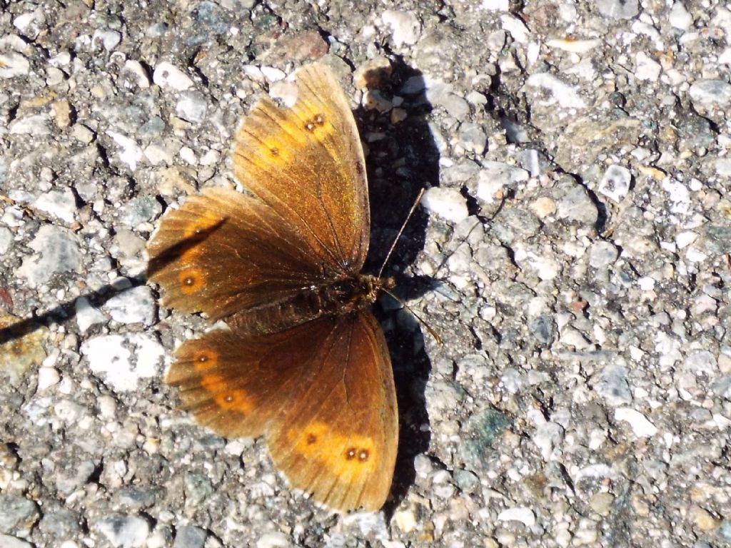 Altra Erebia:  Erebia cfr. euryale