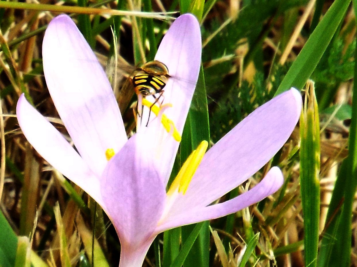 Syrphidae