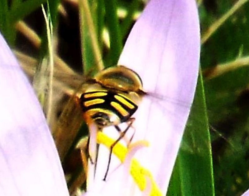 Syrphidae