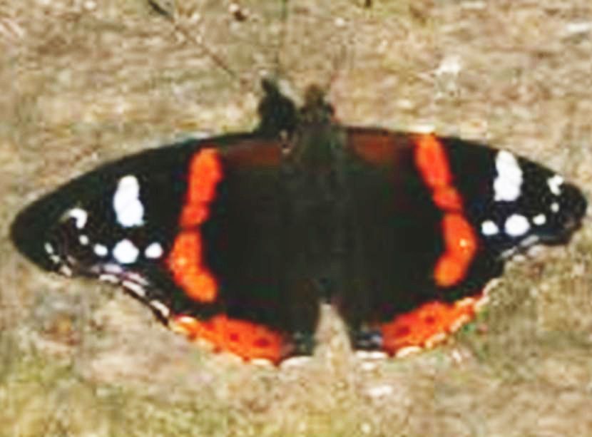 Vanessa atalanta:M o F?