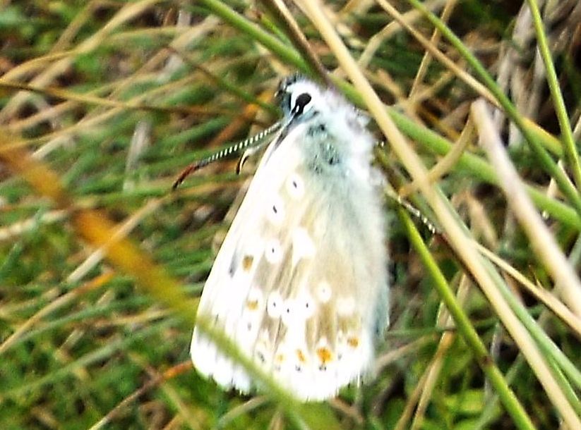 Lycenidae:  Polyommatus coridon