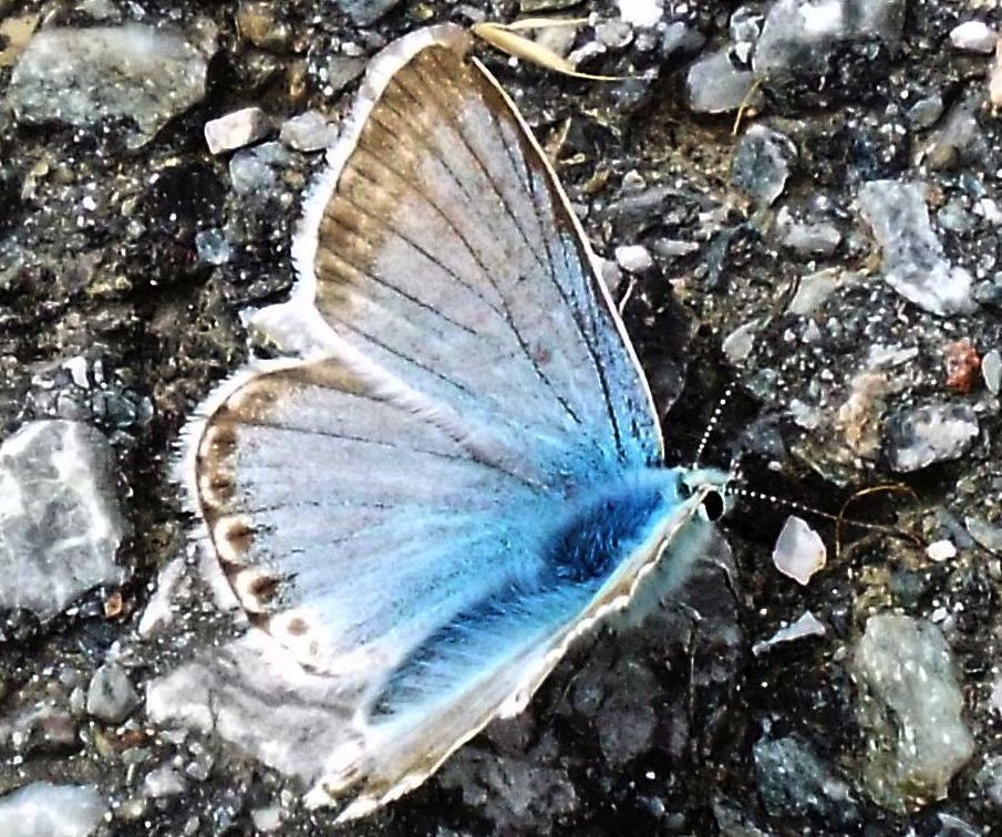 Lycenidae:  Polyommatus coridon