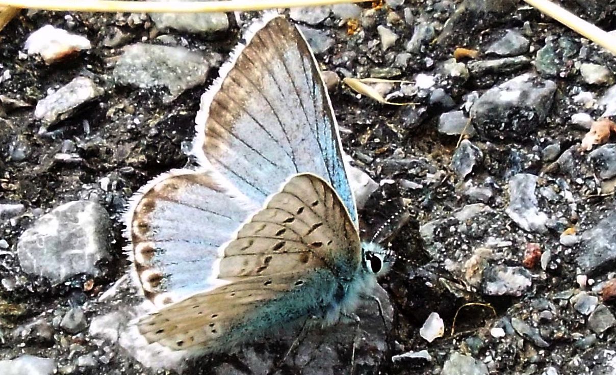 Lycenidae:  Polyommatus coridon