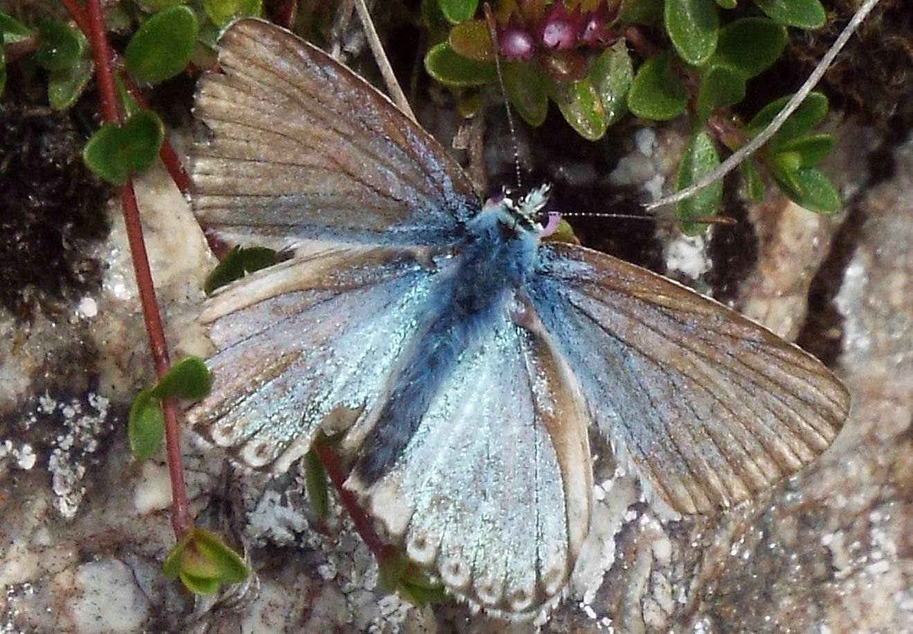 Lycenidae:  Polyommatus coridon