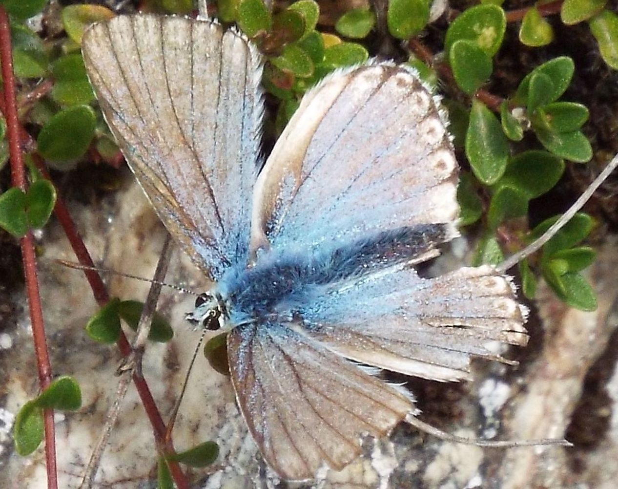 Lycenidae:  Polyommatus coridon