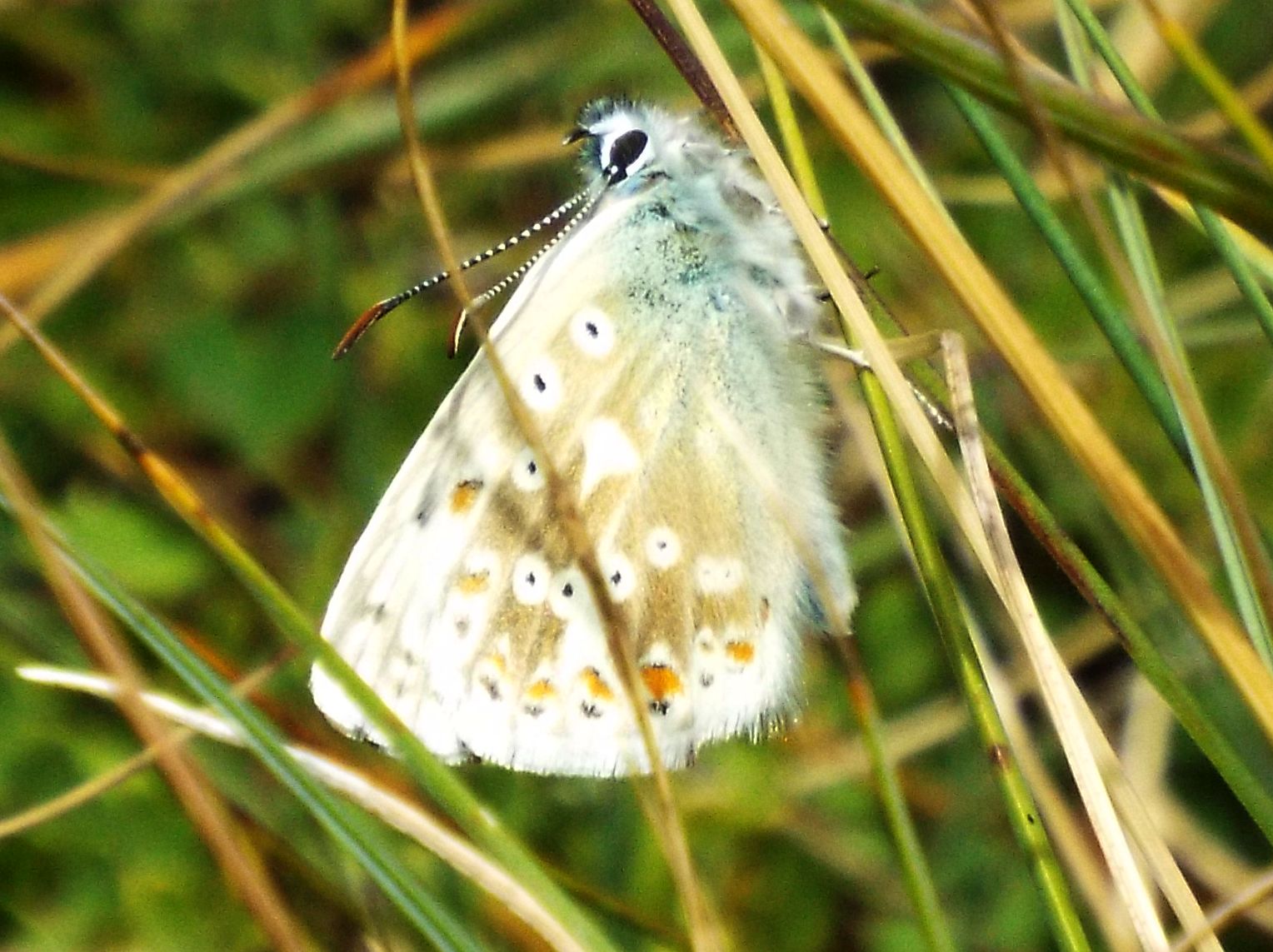 Lycenidae:  Polyommatus coridon