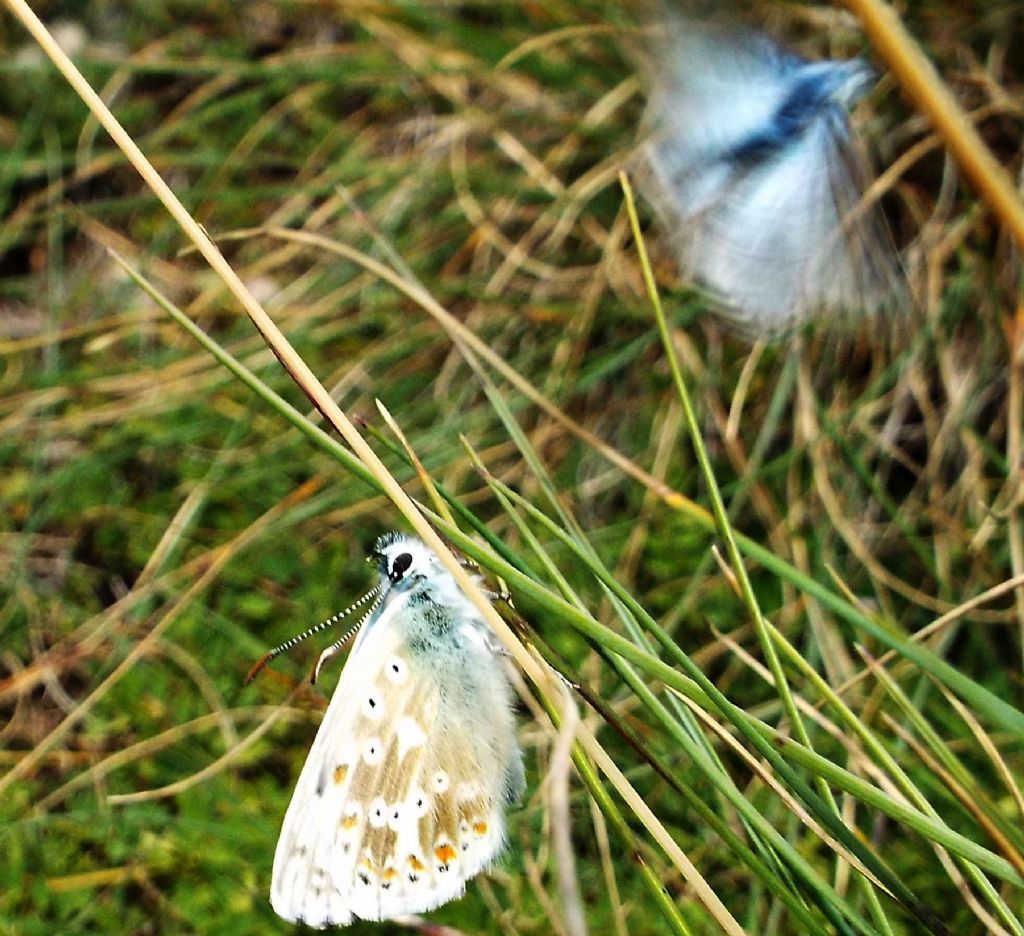 Lycenidae:  Polyommatus coridon