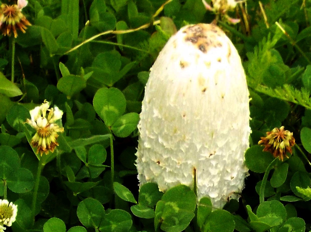 Coprinus comatus  (Agaricales - Agaricaceae)