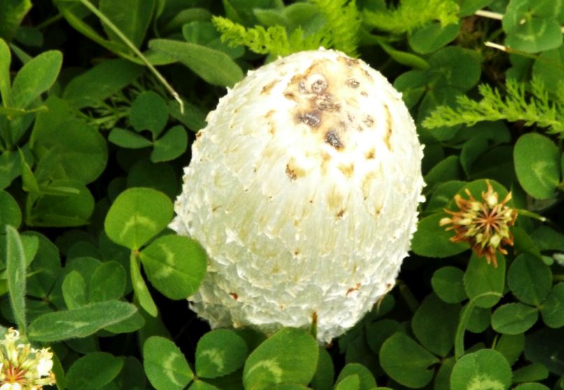 Coprinus comatus  (Agaricales - Agaricaceae)