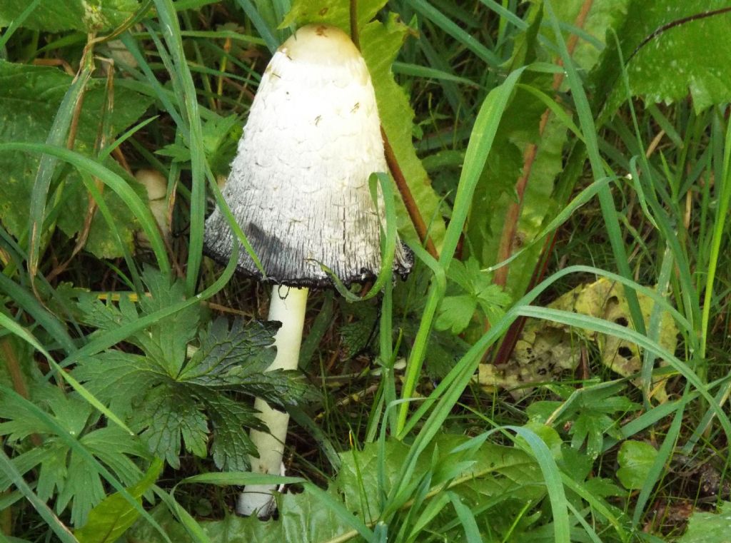 Coprinus comatus  (Agaricales - Agaricaceae)