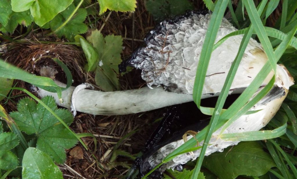 Coprinus comatus  (Agaricales - Agaricaceae)