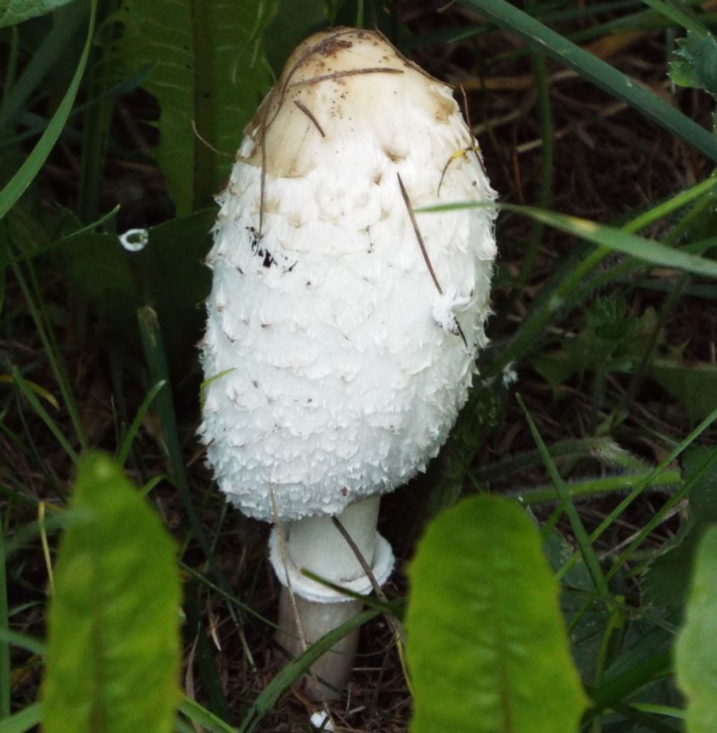 Coprinus comatus  (Agaricales - Agaricaceae)