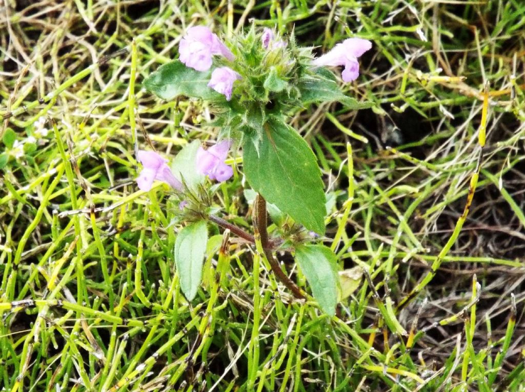 Galeopsis sp.  (Lamiaceae)