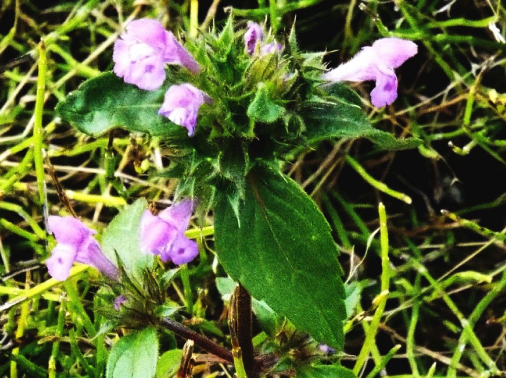 Galeopsis sp.  (Lamiaceae)