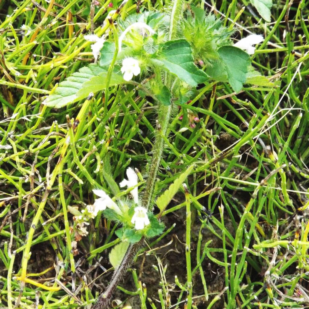 Galeopsis sp.  (Lamiaceae)