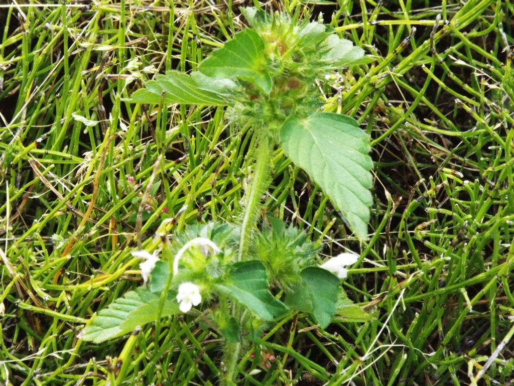 Galeopsis sp.  (Lamiaceae)