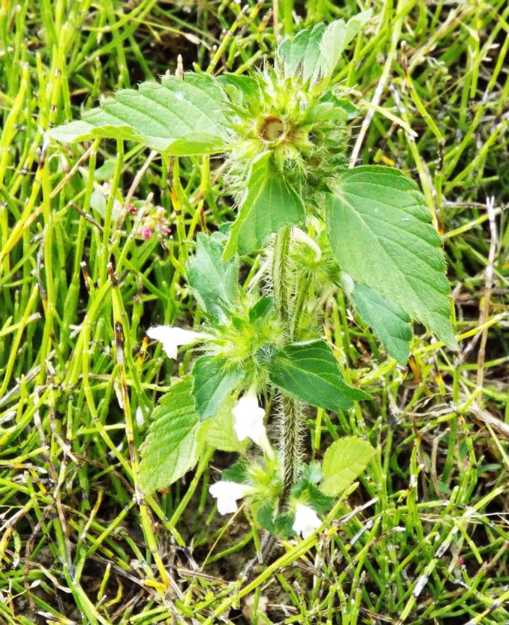 Galeopsis sp.  (Lamiaceae)