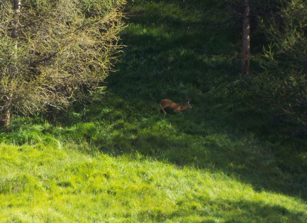 Un capriolo in quel di Livigno