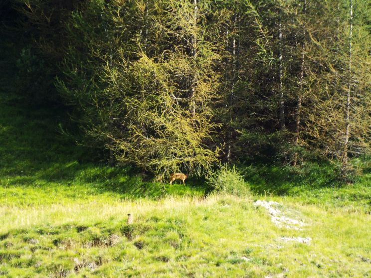 Un capriolo in quel di Livigno